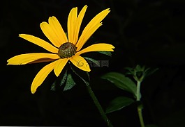 花,開花,黃色