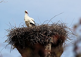 动物,鸟类,storchennest