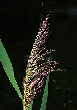 草,綠色,盛開(kāi)