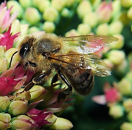 蜜蜂,開(kāi)花,關(guān)閉