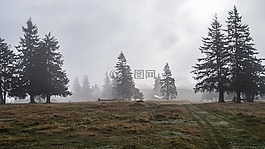 森林,羅馬尼亞,山
