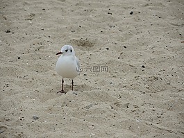 海鷗,北海,海灘