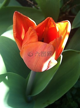 郁金香,橙,春天