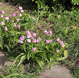 郁金香,花園,春天