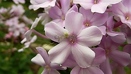 福祿考,花,蜘蛛