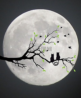 貓,月亮,側(cè)影