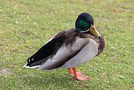 鴨,水,鳥(niǎo)