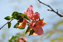 葉子,性質(zhì),樹