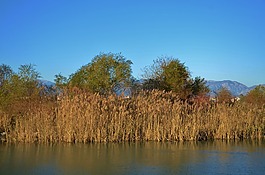 海洋,海,海灘
