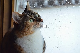 貓,小貓,動物