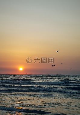 日出,鳥,波