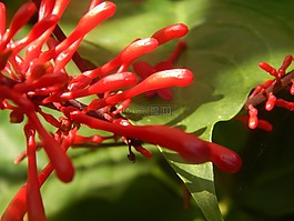 花,紅色的,宏
