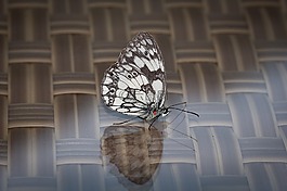 蝴蝶,云粉蝶属edusa,昆虫