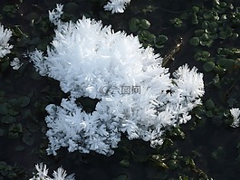 冰,晶體,eiskristalle