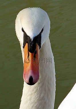 鳥(niǎo),天鵝,性質(zhì)