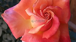 花,玫瑰,日落青銅玫瑰