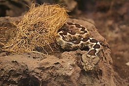 毒蛇,蛇,爬行動物