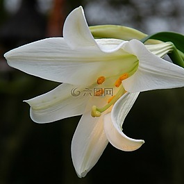 莉莉,美容,綻放