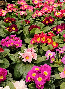 報春花,鮮花,春天