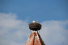 鹳,鸟巢,storchennest
