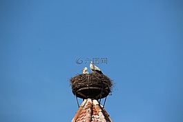 鸛,鳥巢,鳥