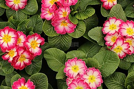 報(bào)春花,鮮花,春天