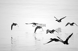 海鷗,水,藍(lán)色