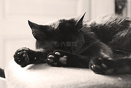 黑,貓,家養(yǎng)
