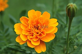 花,自然,盛開