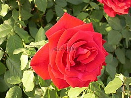 玫瑰,紅玫瑰,花的