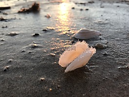 外殼,冰,冬天