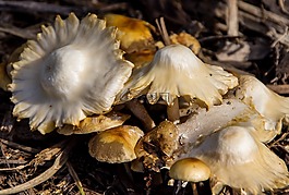 菌類,白,棕色
