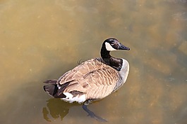 鴨,大,鳥(niǎo)