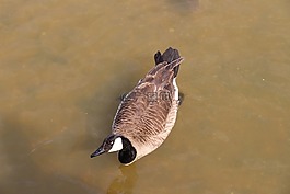 鴨,大,鳥(niǎo)