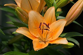 百合,花,黃花菜