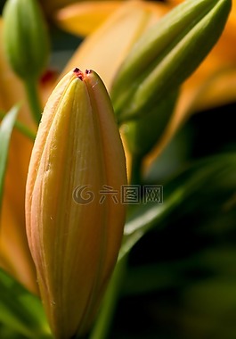 百合,花,黄花菜