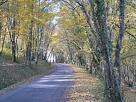 景观,秋天,路