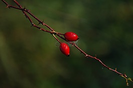 性質(zhì),黎明,玫瑰果