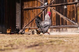 雞,母雞,動物
