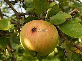 蘋(píng)果,水果,樹(shù)