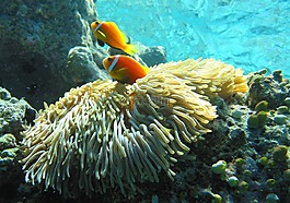 馬爾代夫小丑魚,小丑魚,熱帶