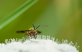 物種剎車,chrysops 遺鷗,男性