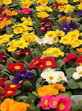 報(bào)春花,鮮花,春天
