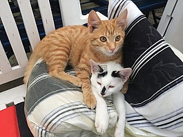 貓,動物,mieze