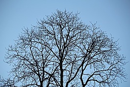 樹,分支機(jī)構(gòu),審美