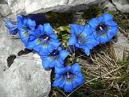 鲜花,山,vercors