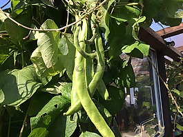 豆类,蔬菜,食品