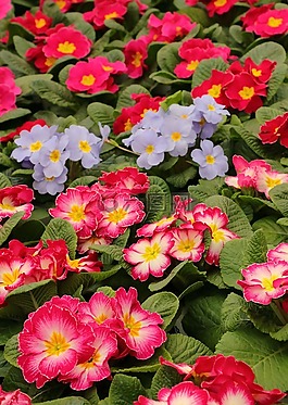 報(bào)春花,鮮花,春天