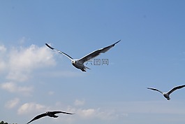 海鷗,鳥,性質(zhì)