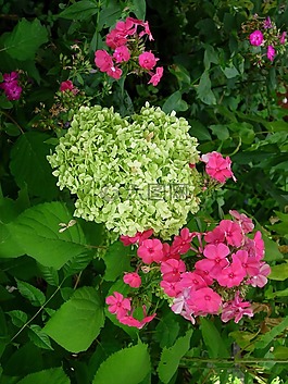 八仙花,福祿考,豐富多彩